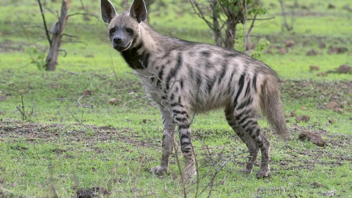 Where are India’s striped hyenas? The Hindu